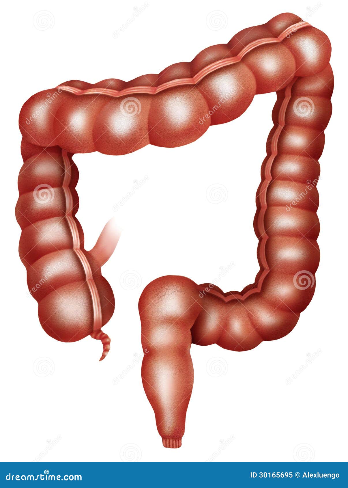 form image large intestine 30165695