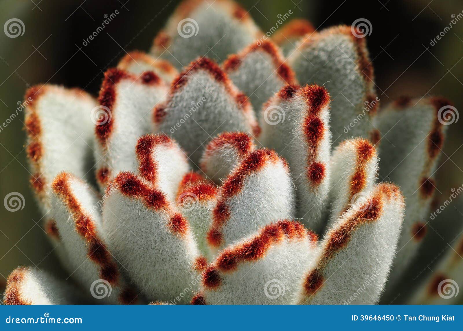 Forma Color De Rosa De La Planta Del Cactus Foto de archivo - Imagen de rosa,  primer: 39646450