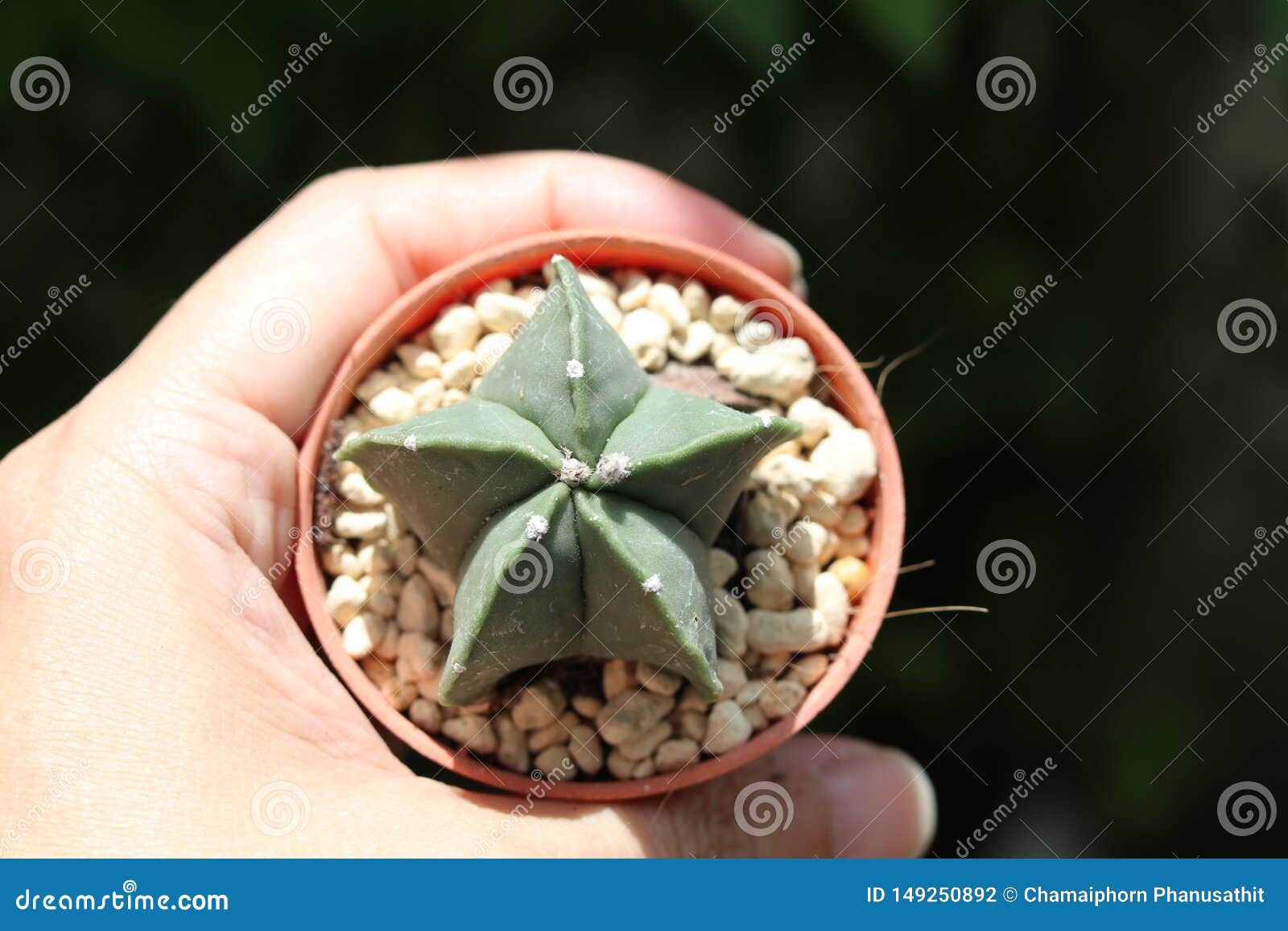 Forma da estrela do cacto foto de stock. Imagem de estrela - 149250892