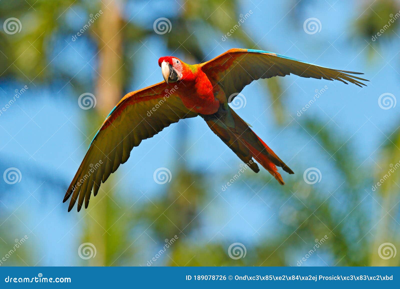 Forma Híbrido Ara Macao X Ara Ambigua En Tropical Costa Rica. Loro Híbrido En El Bosque. Loro De Macao Raro Volando En Foto de archivo - de costa, macao: