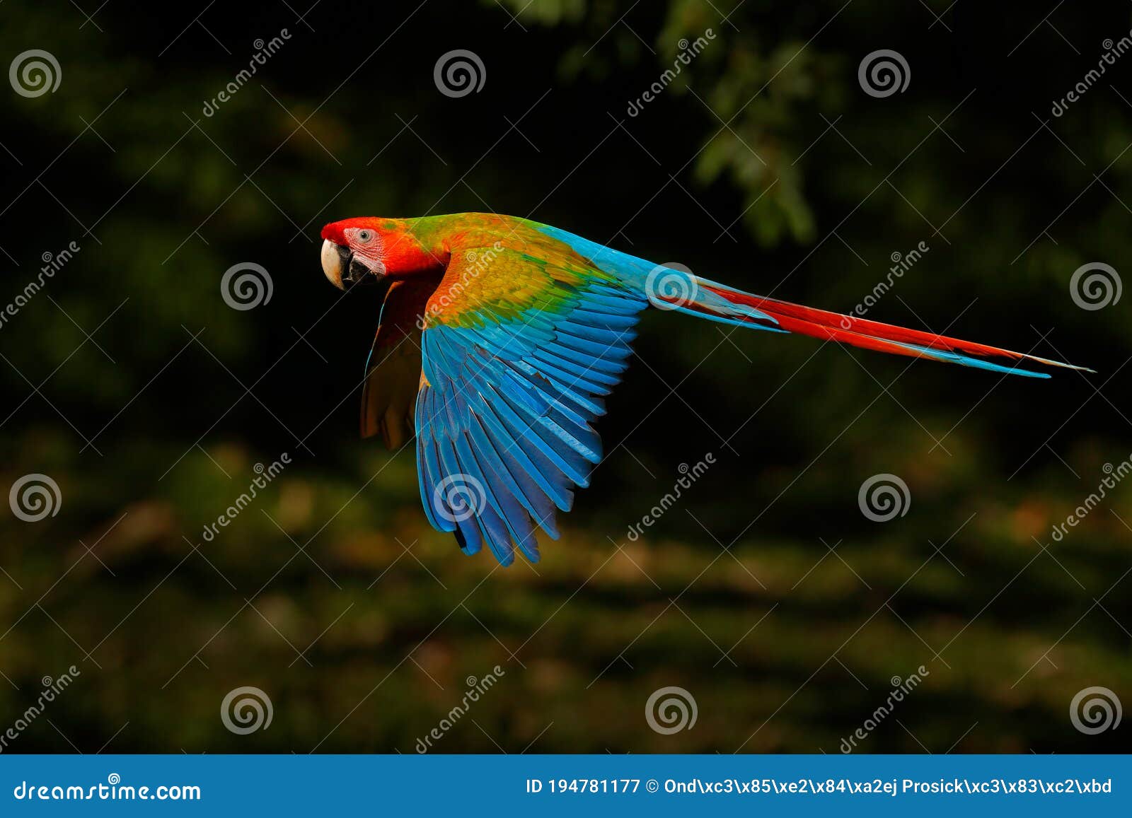 Forma Híbrido X Ara Ambigua En Tropical Costa Loro Híbrido Rojo En El Bosque. Loro De Macao Raro Volando En Imagen de archivo - Imagen de rica, pluma: