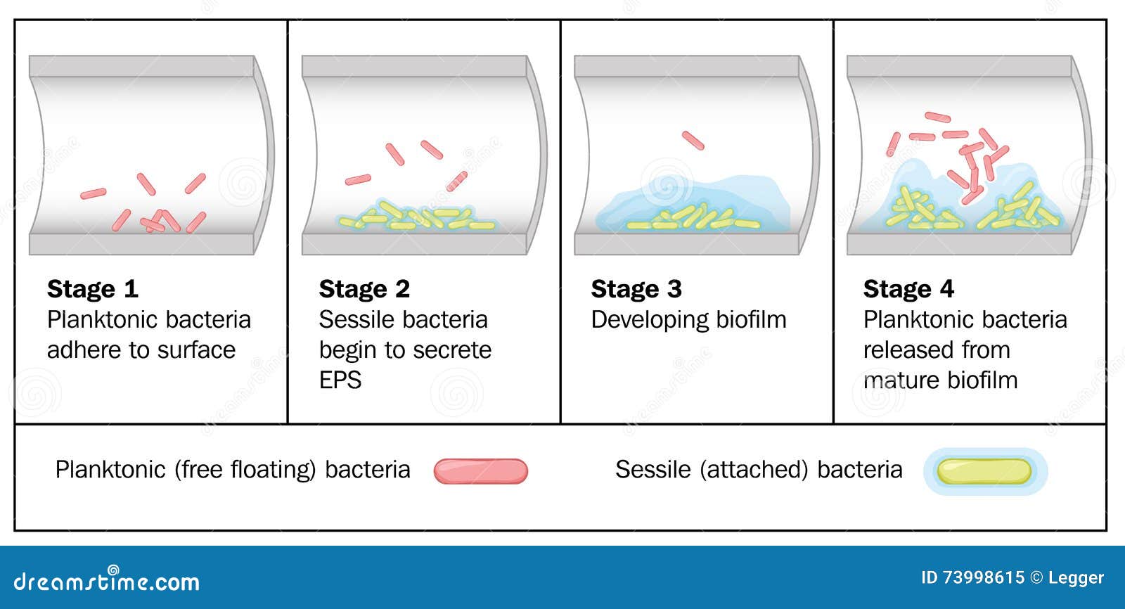 download techniques in molecular biology