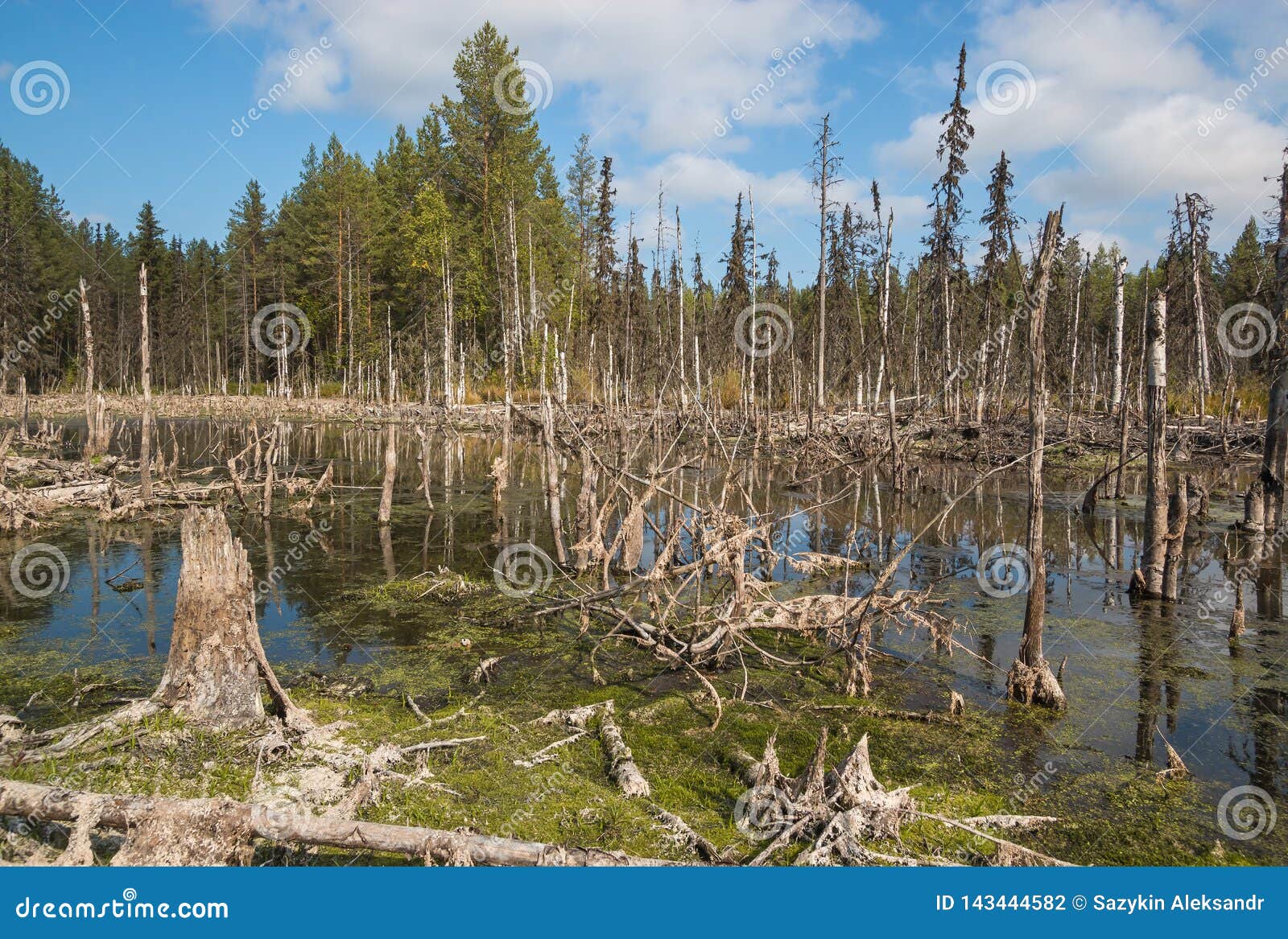 formation of bogs mesotrophic in the climatic zone taiga, forest-tundra of the arkhangelsk region