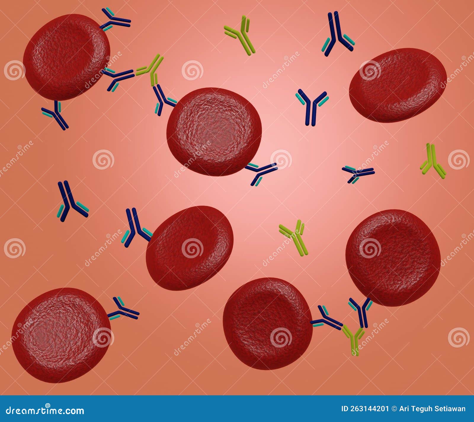 The Formation a Bridge between Red Blood Have IgG Stock Illustration - Illustration of immunoglobulin, antibodies: 263144201
