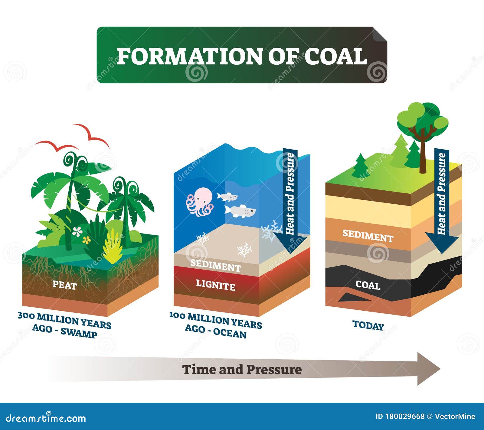 formation of coal  . labeled educational rock birth scheme