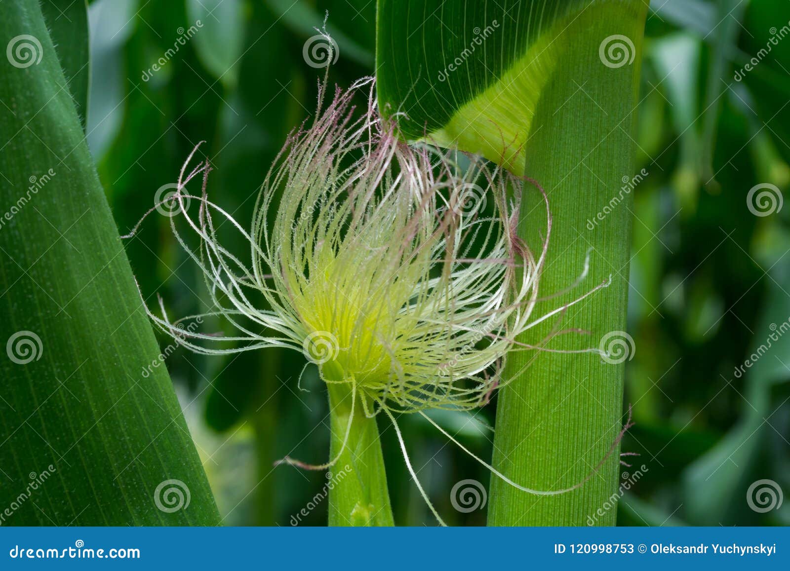 The Formation of a Young Corn Cob during Flowering Stock Image Image