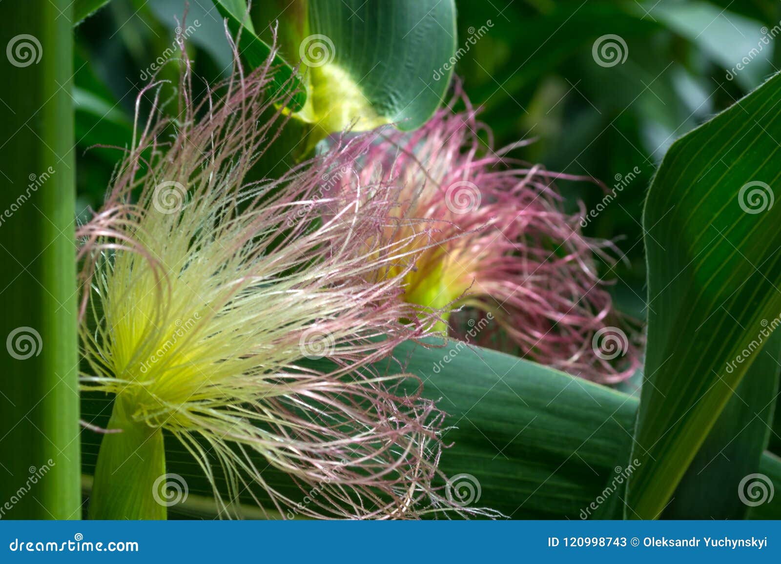 The Formation of a Young Corn Cob during Flowering Stock Image Image