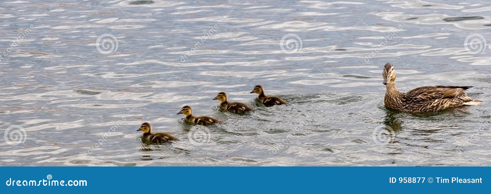 Formazione di anatre 2. Un'anatra del mama raduna i suoi anatroccoli attraverso il lago in una riga formazione di nuoto.