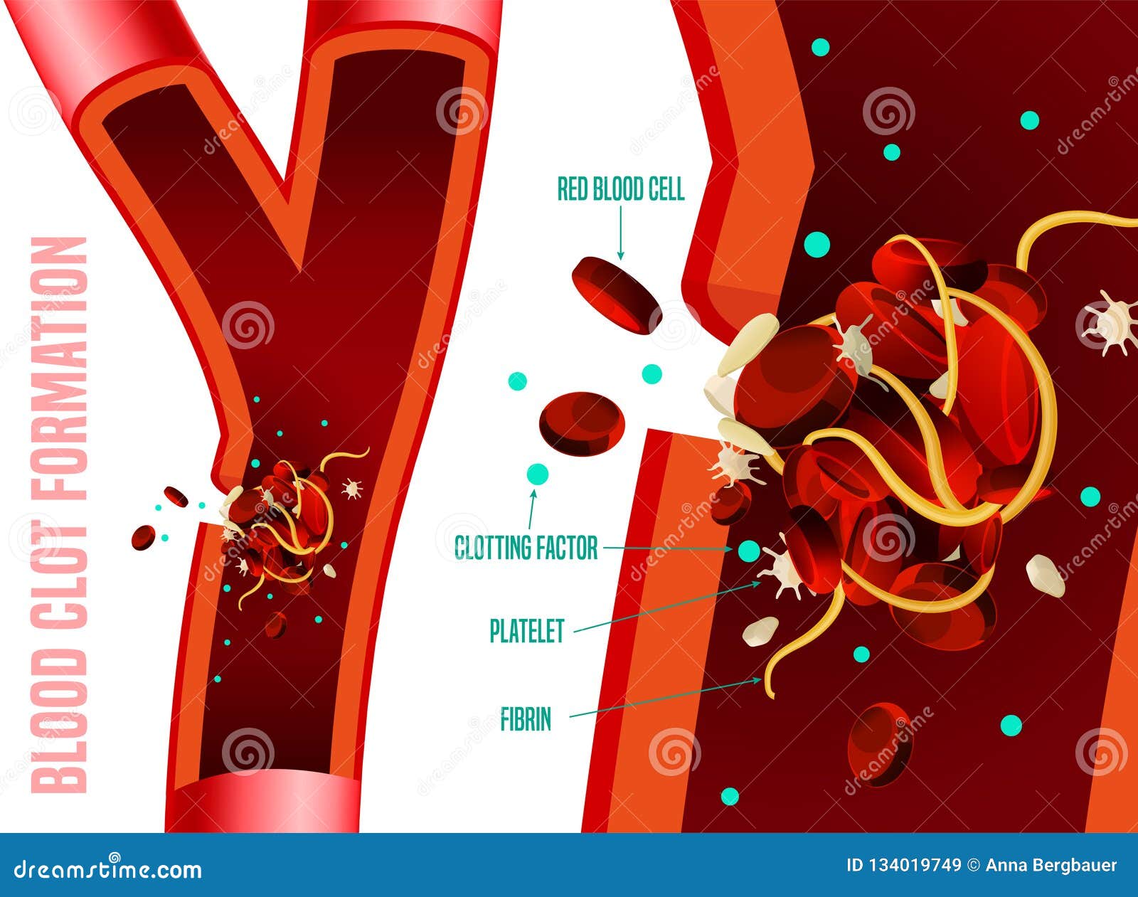 Formação do coágulo de sangue Fatos infographic médicos Ilustração editável do vetor em cores brilhantes isolada em um fundo branco Cuidados médicos e conceito científico com dados úteis Cartaz horizontal