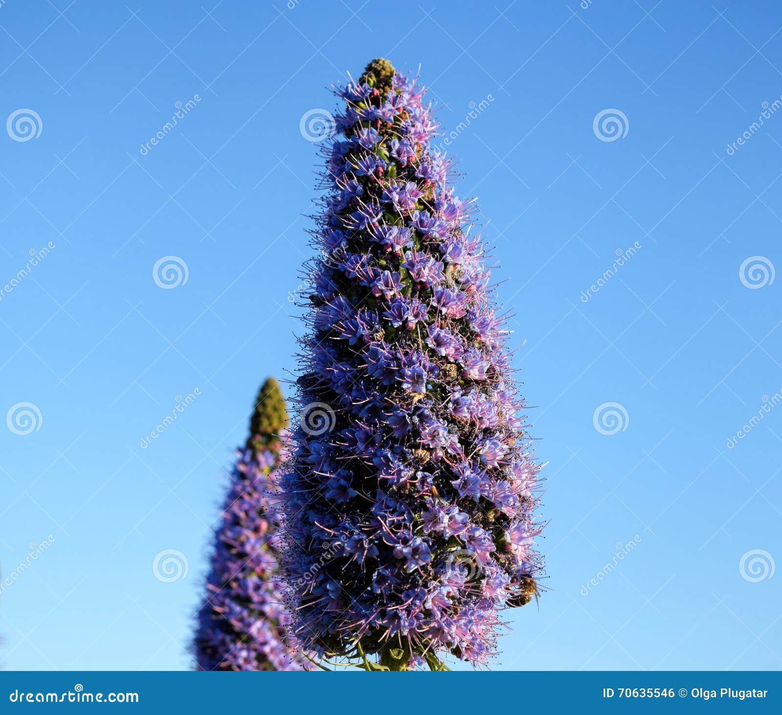 Forme Violette De Cône De Fleur, Fond De Ciel Bleu Photo stock - Image du  printemps, violette: 70635546