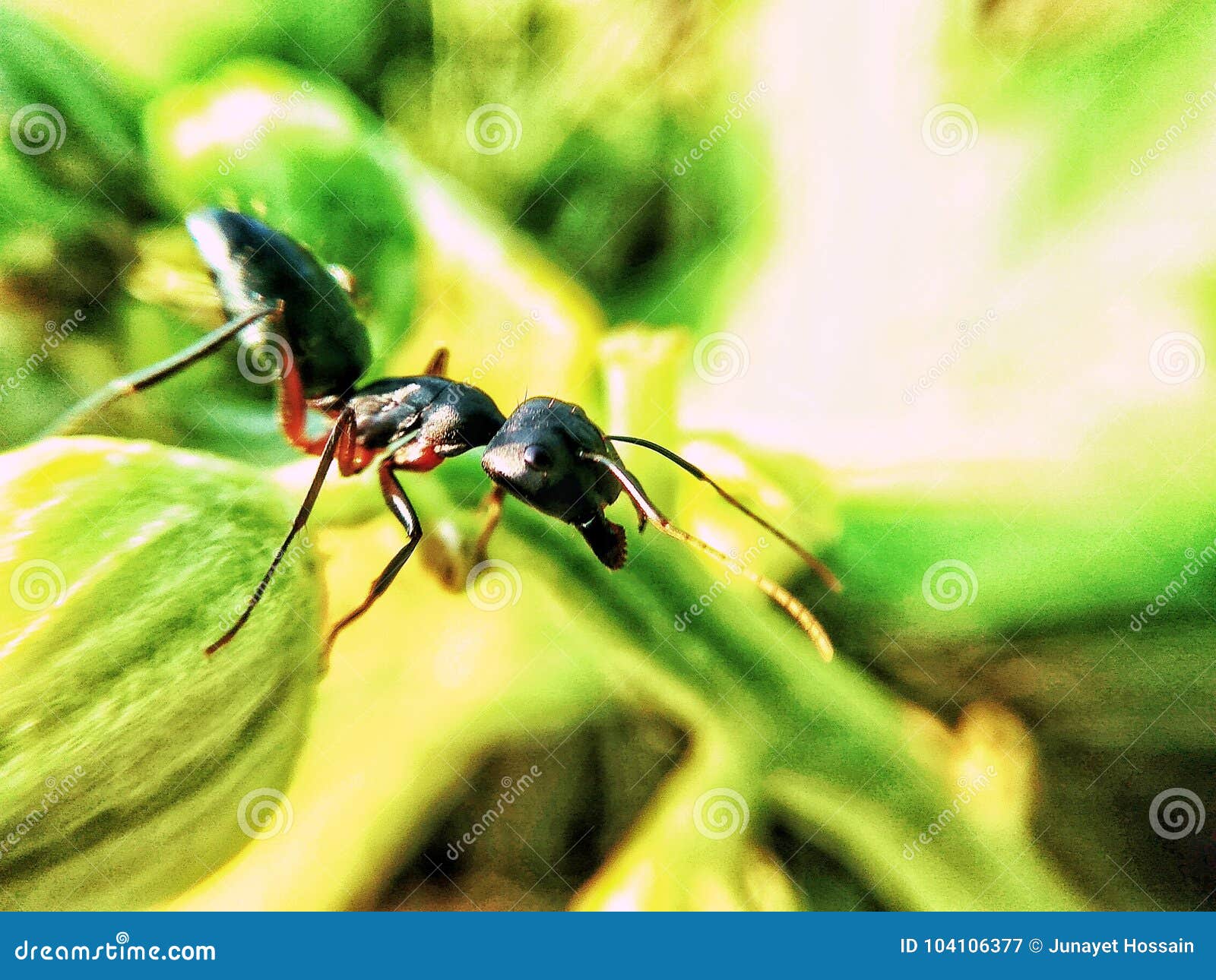 Formica Gigante Immagine Stock Immagine Di Ricerca 104106377