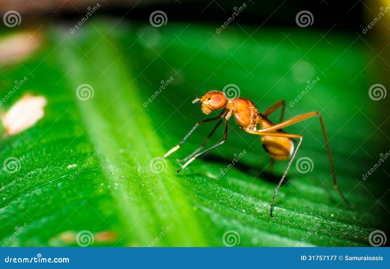Formiga da mosca. Natureza social do inseto macro preto