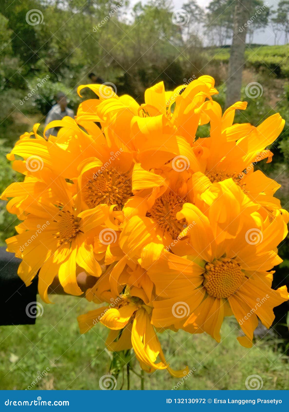 Beautiful Flowers when Put Together Stock Photo Image of together