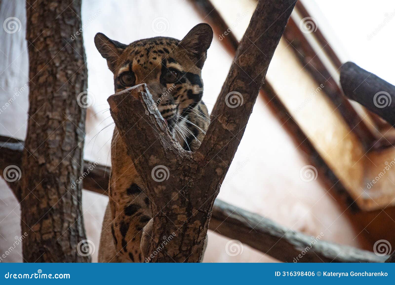 formosan clouded leopard in zoo park. wildlife and fauna. formosan clouded leopard. wild animal and wildlife. animal in zoo.