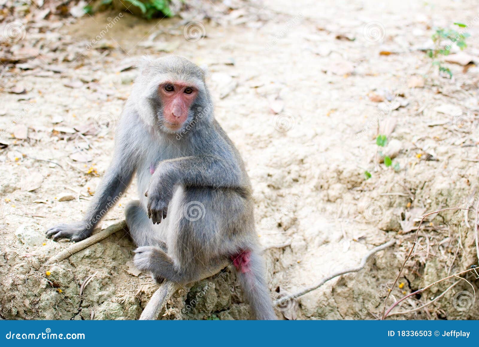 Formosischer FelsenMacaque. Der formosische FelsenMacaque (Macaca cyclopis) ist ein Macaque Endemic zur Insel von Taiwan