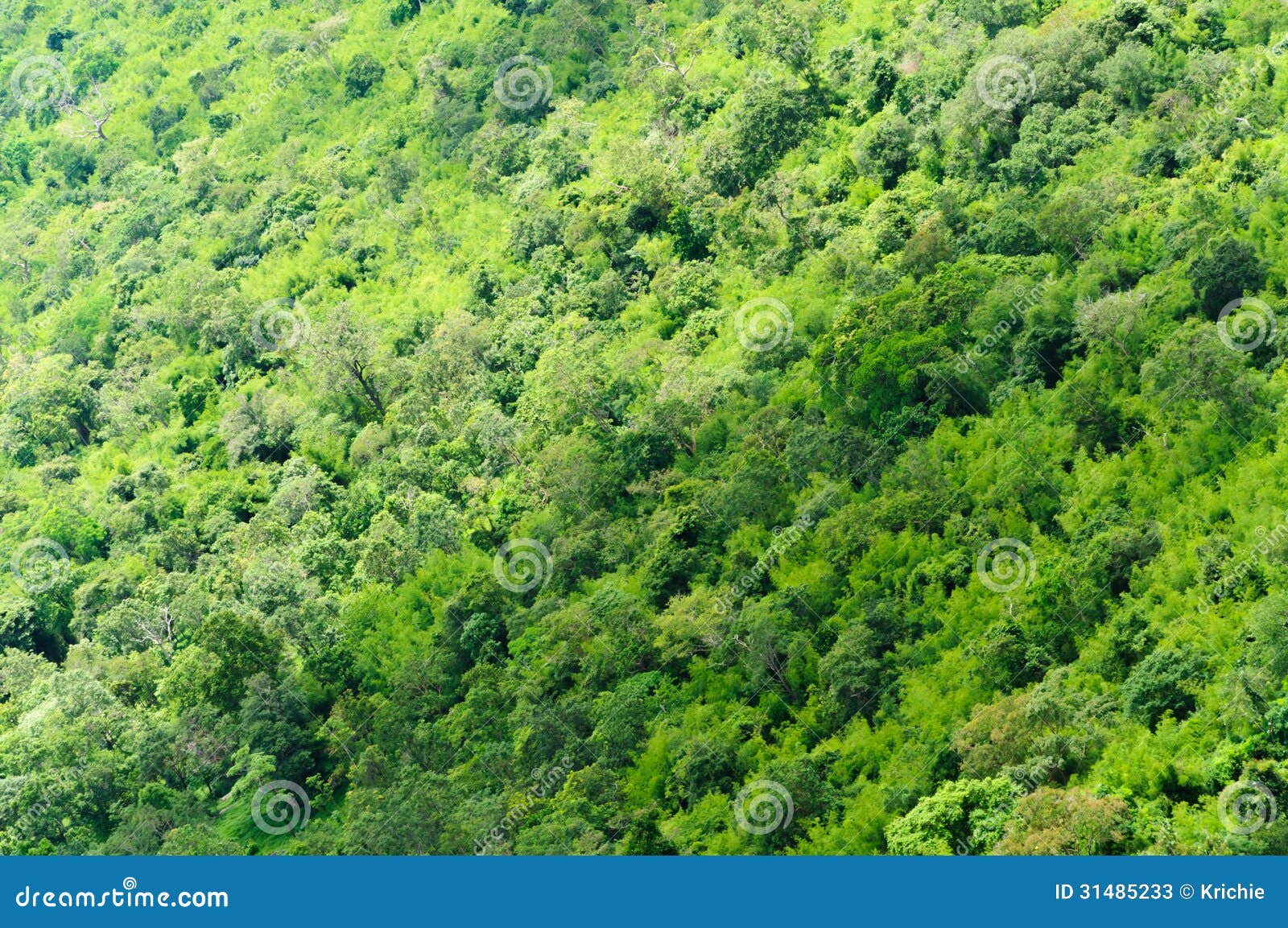 Forrest from above stock image. Image of city, landscape - 31485233