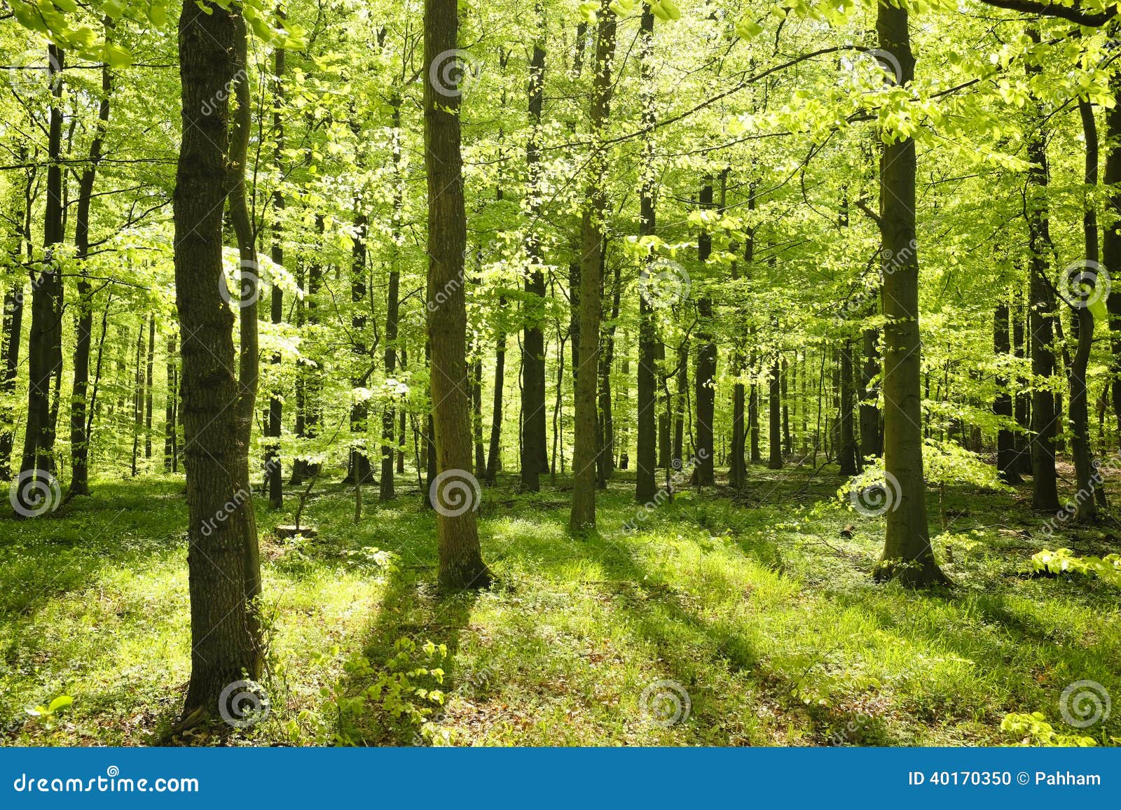 Forrest stock photo. Image of landscape, beautiful, plant - 40170350