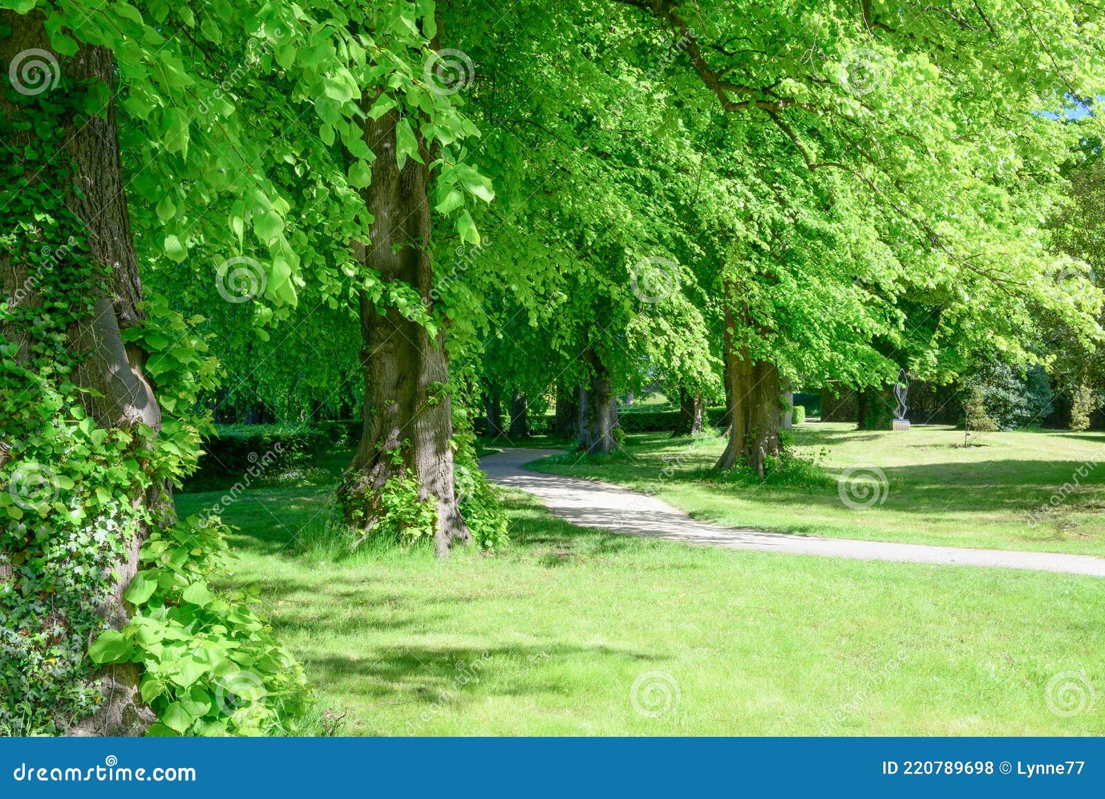 Forrest of Beech Trees in Late Spring Stock Photo Image of group