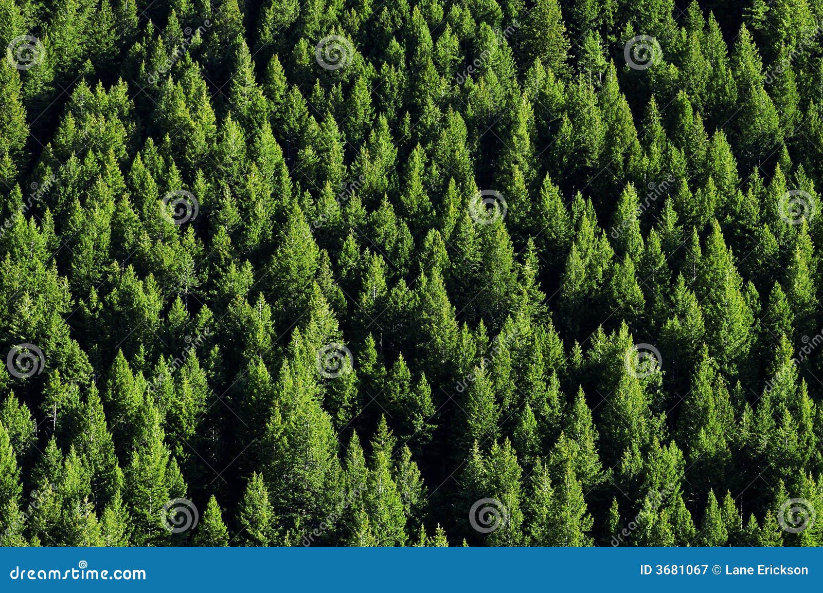 forrest of pine trees