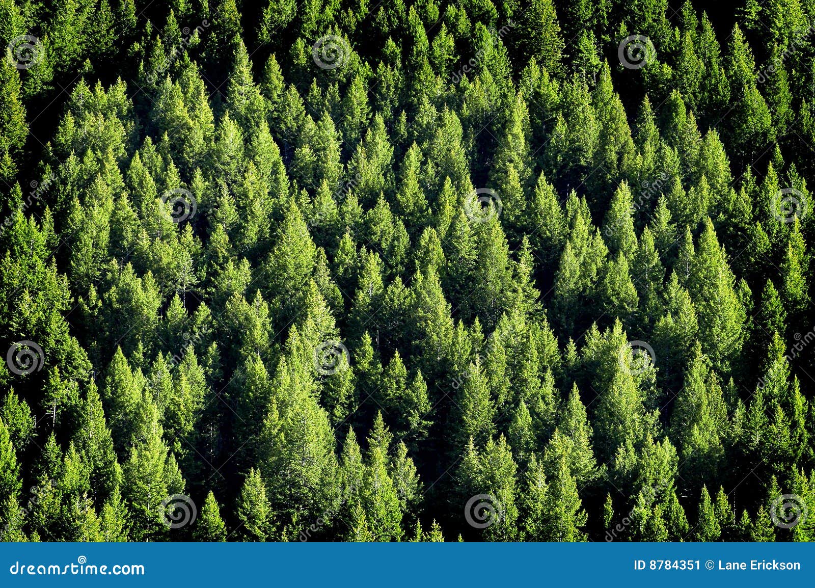 forrest of pine trees