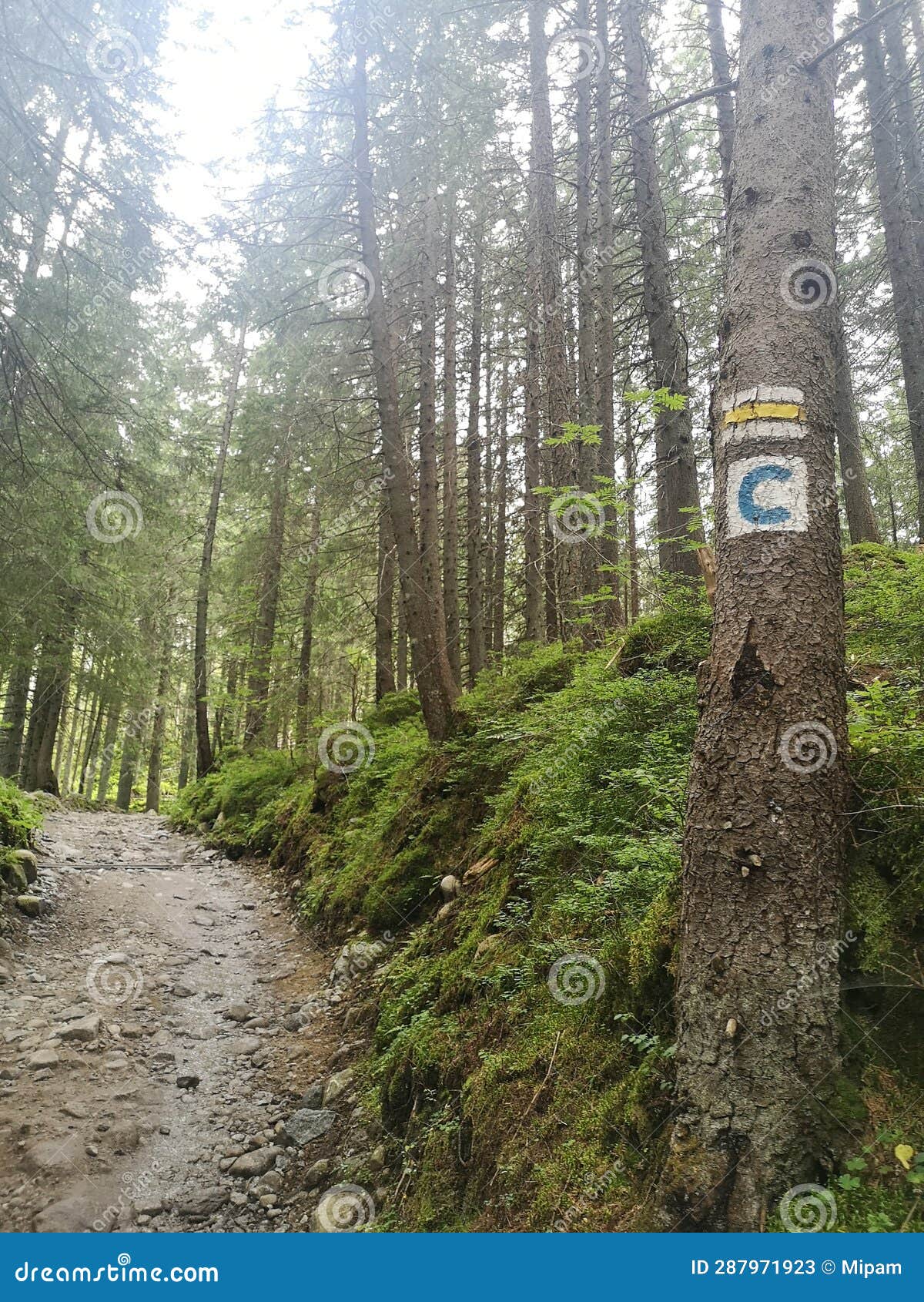 forrest road ations on tree in slovakia for walking and cycling tourists