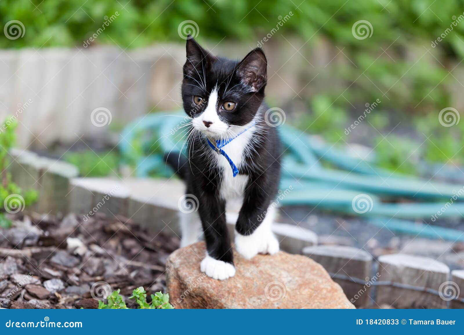 Forscher. Ein schönes kleines Kätzchen, welches die Wunder eines rückseitigen Gartens erforscht.