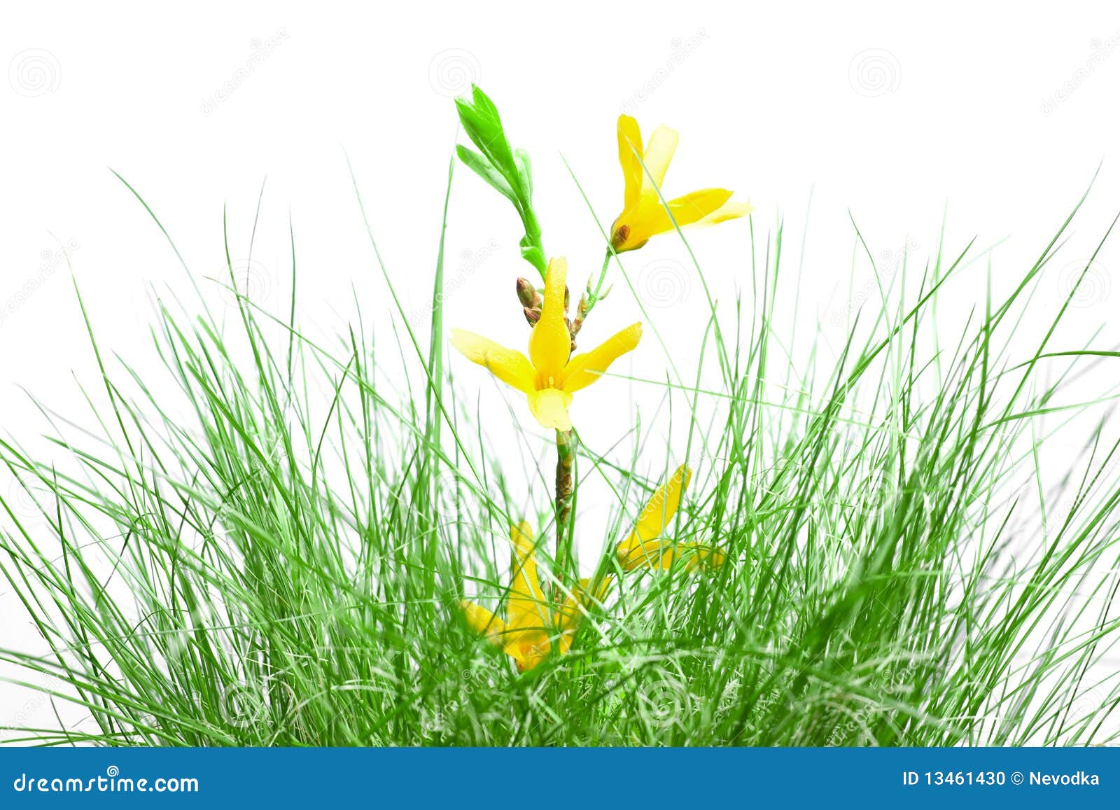 Blomma green för filialforsythiagräs