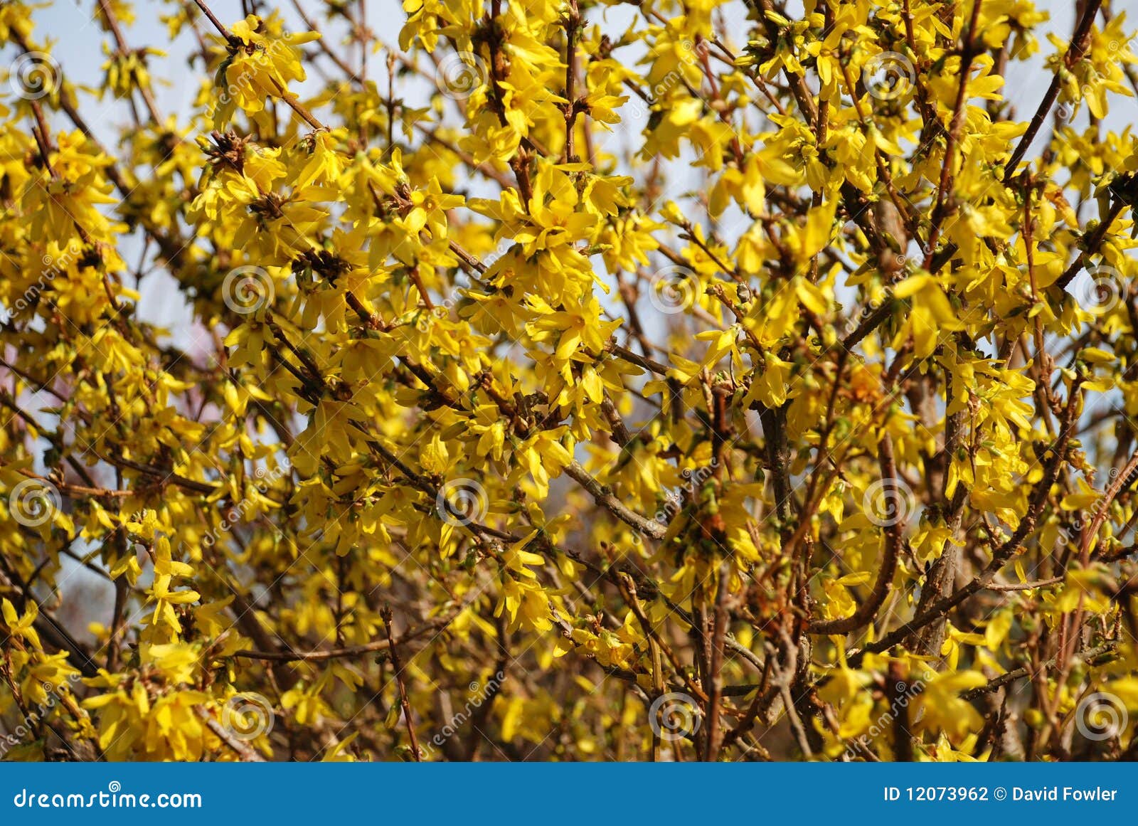 Forsythia blossom stock photo. Image of yellow, seasonal 12073962