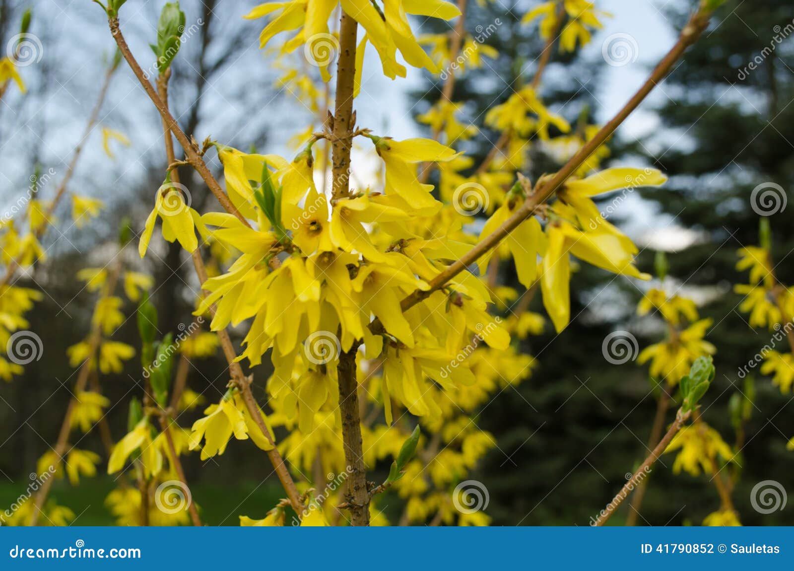 Arbusto Fiori Gialli Primavera.Forsythia Decorativa Dell Arbusto Con I Fiori Gialli Fotografia