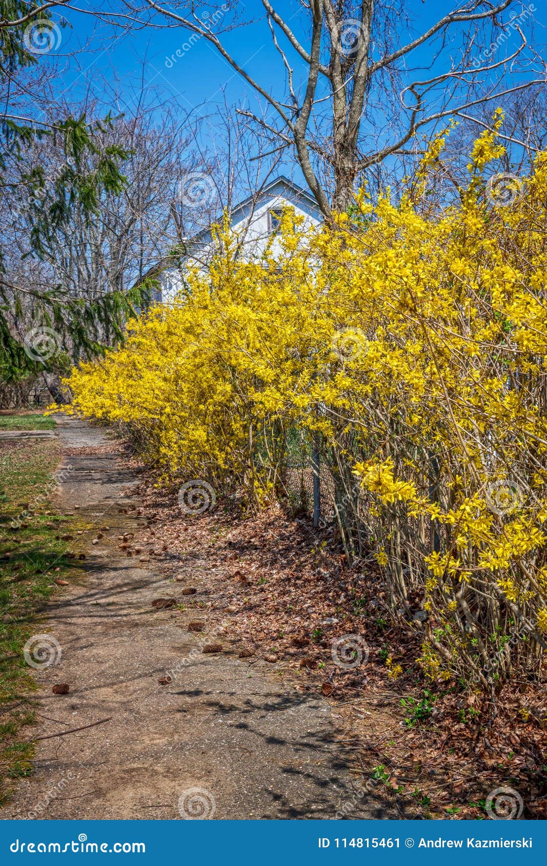 forsythia in park