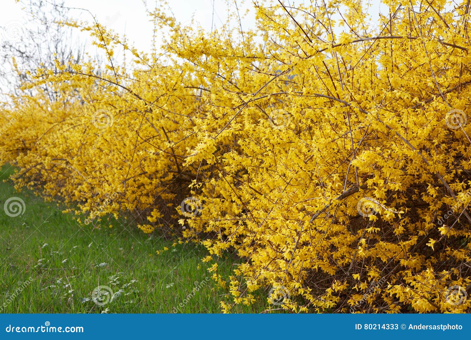 Forsythia, Yellow Spring Flowers Hedge, Green Grass Stock Image Image