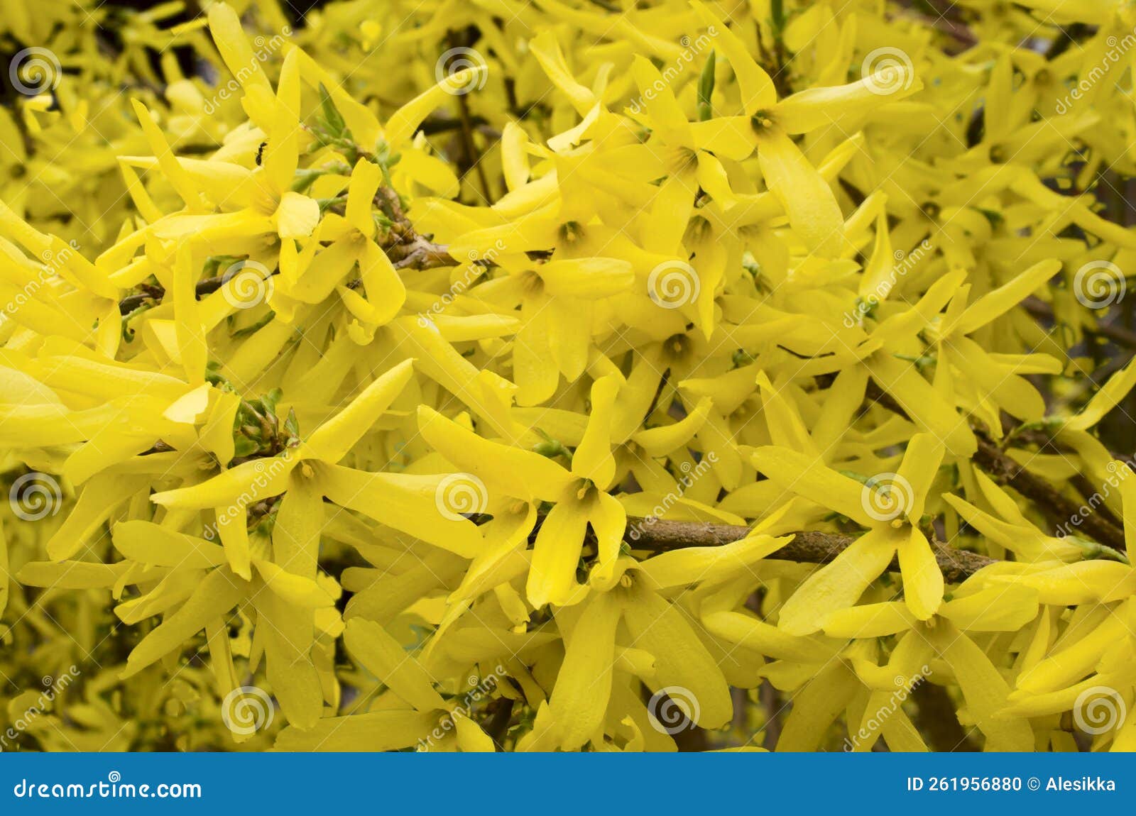 forsythias flowers in full bloom