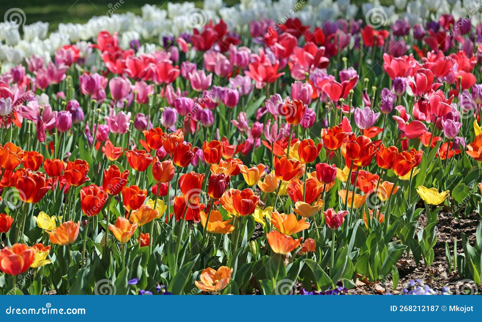 The rainbow of tulips stock image. Image of fort, flora 268212187
