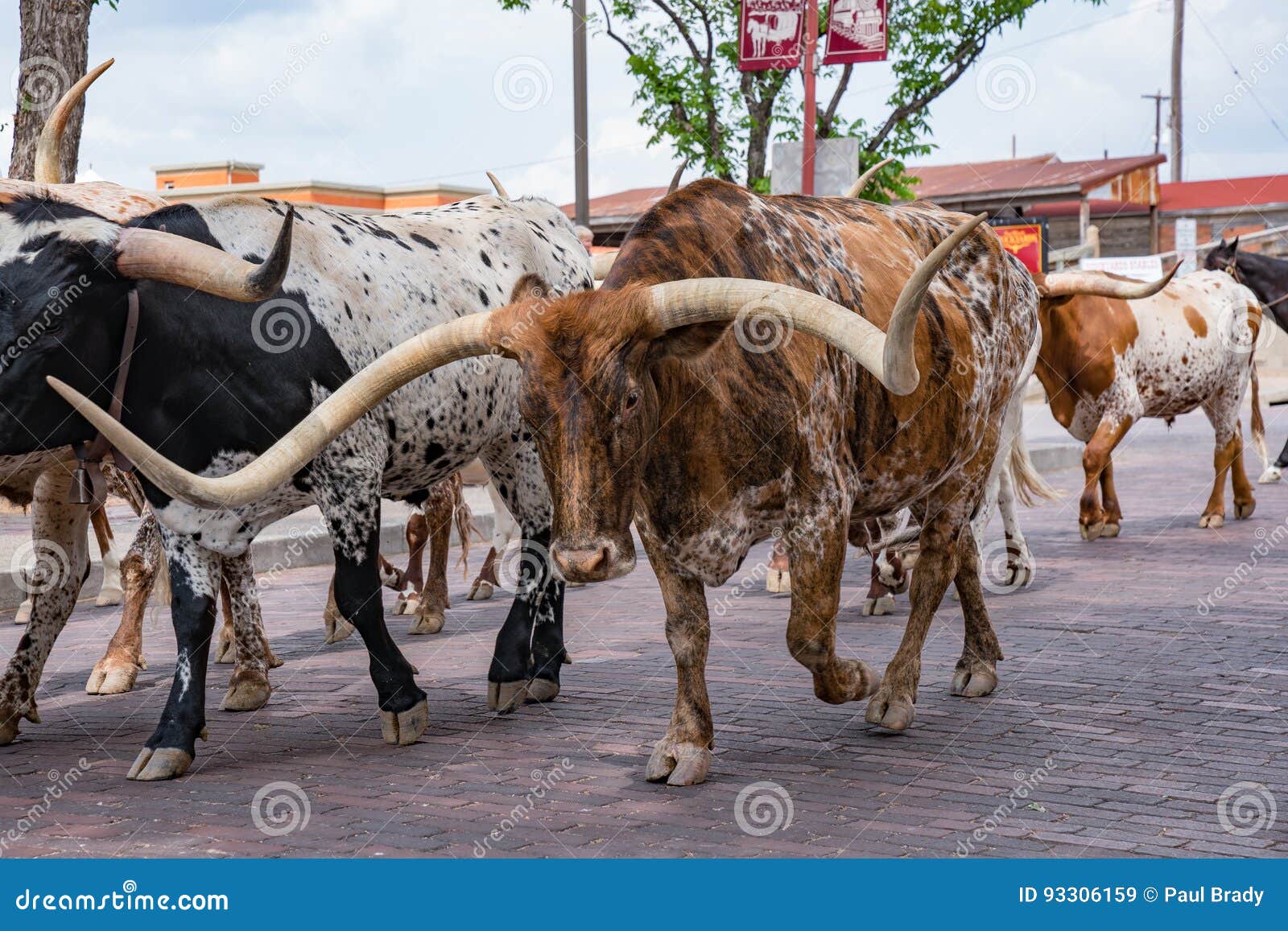 fort worth texas longhorn cattle drive