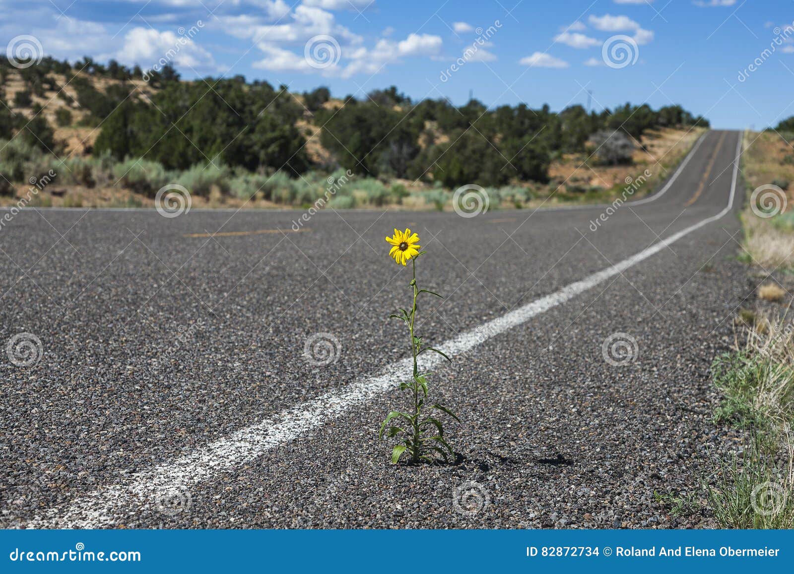 Forte Daisy Flower gialla che cresce attraverso l'asfalto, Arizona, Stati Uniti d'America