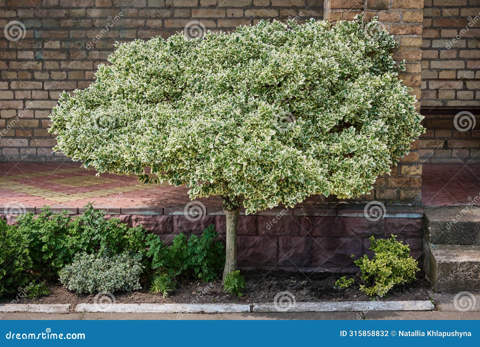 fortune euonymus silver queen on a trunk. euonymus fortunei winter creeper or spindle tree