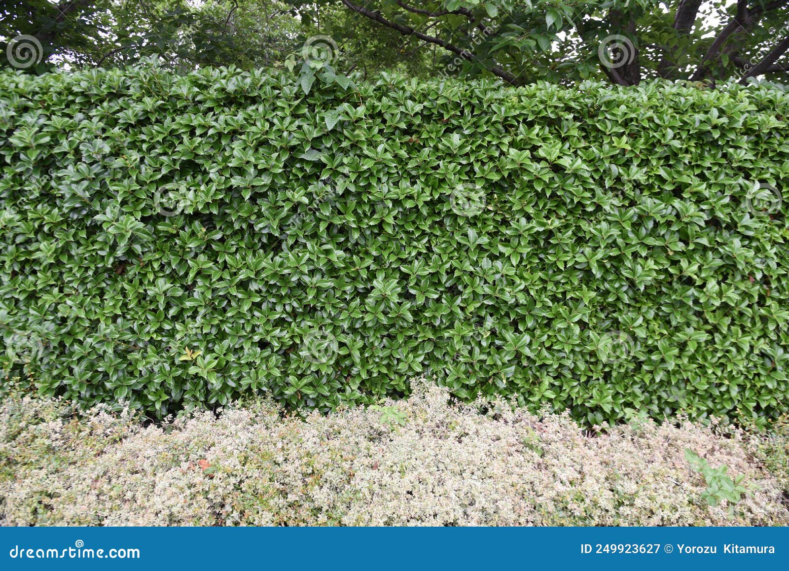 fortune`s osmanthus hedges.