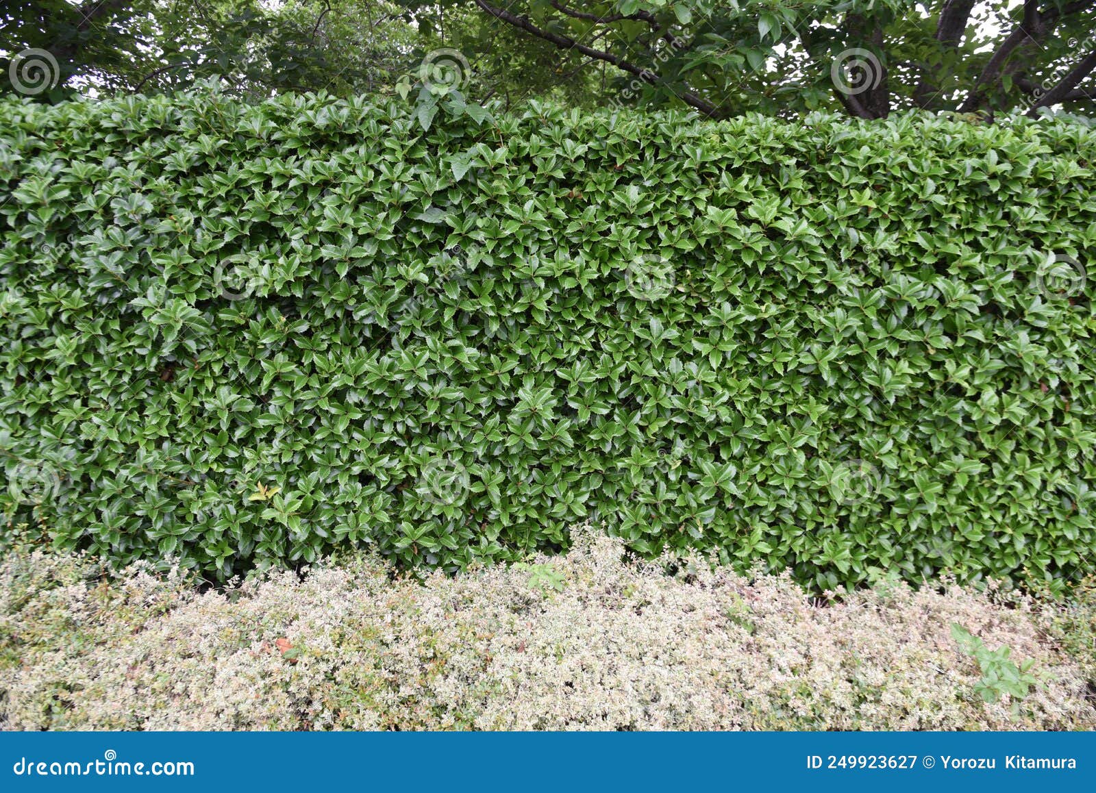 Fortune`s Osmanthus Hedges. Stock Image - Image of pattern, environment ...