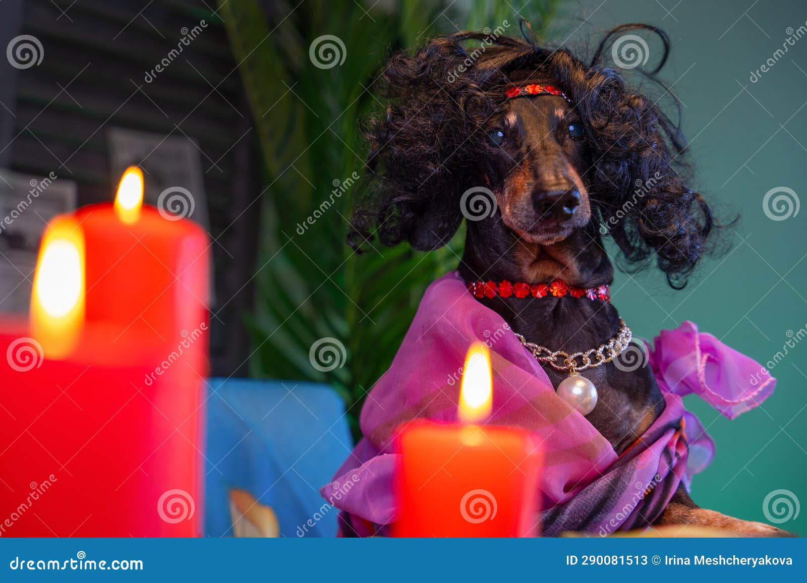 Fortune Teller Dog Sits at Table with Candles, Halloween Ritual, Dream