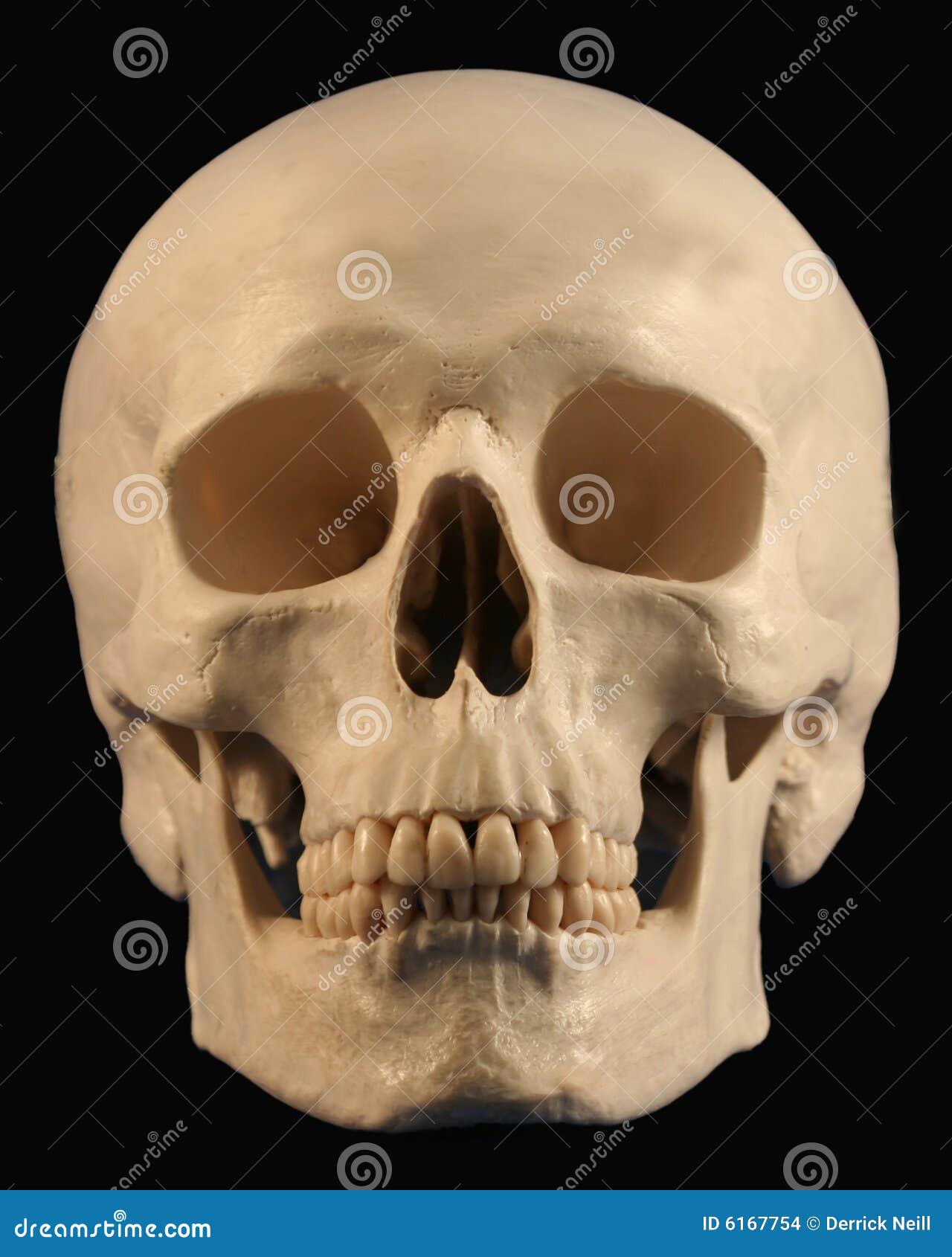 A Forward Facing Skull Stock Images - Image: 6167754