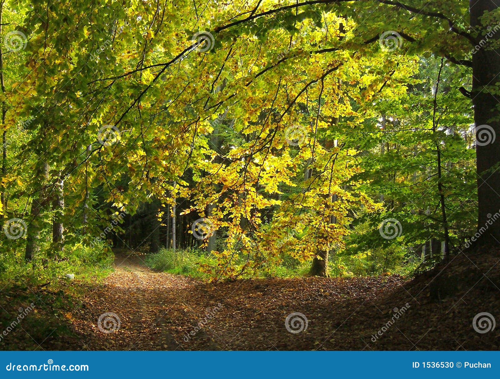 Forêt d'automne. Forêt colorée d'automne au soleil