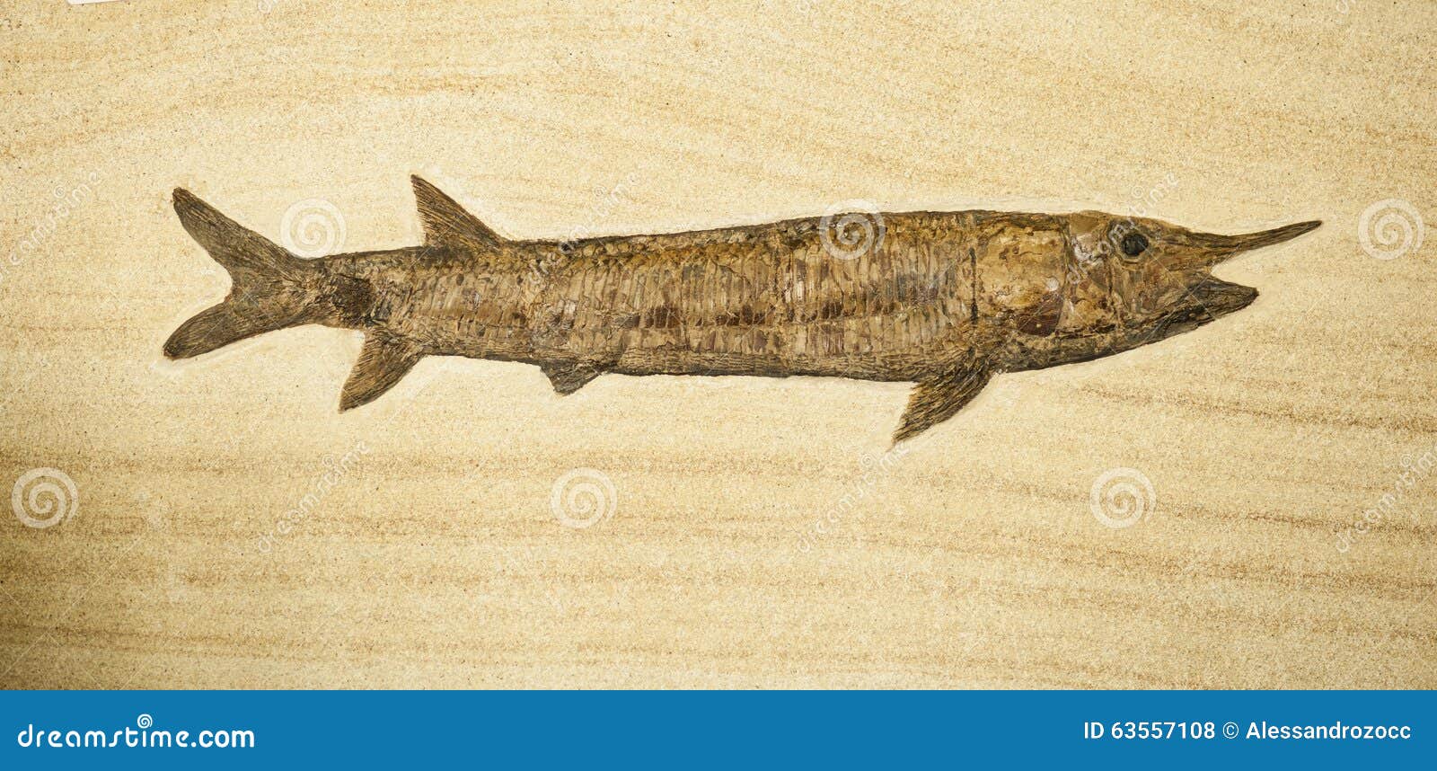 fosil of fish with long body