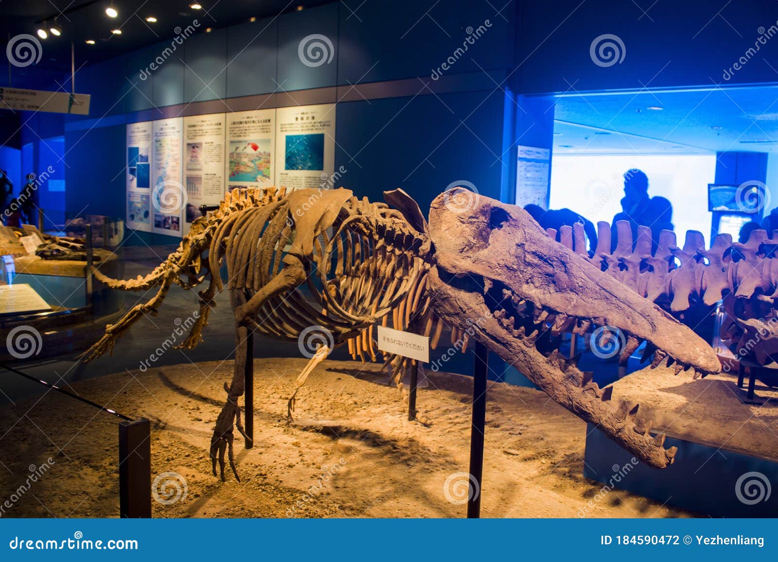 ambulocetus skull