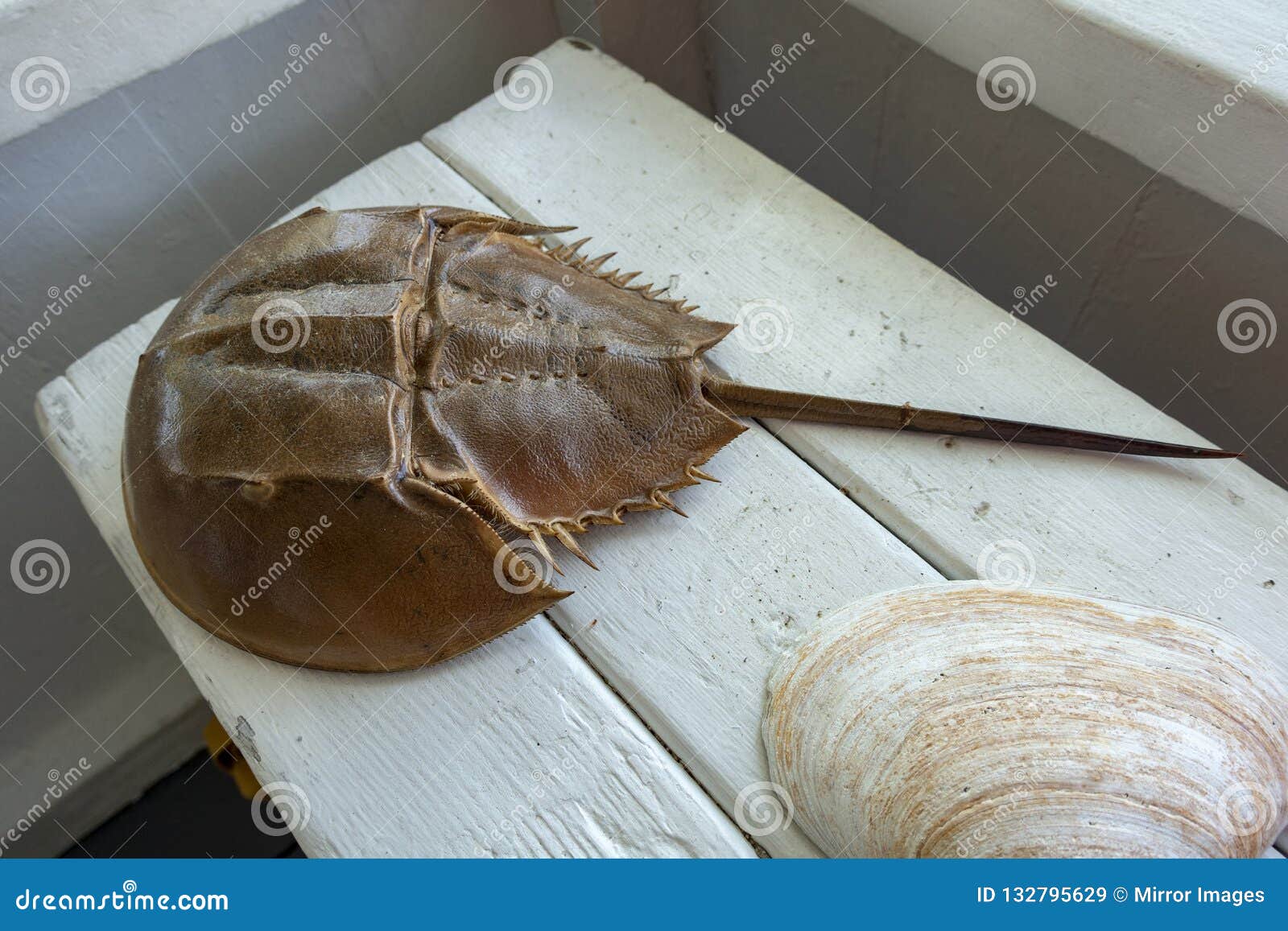 Fossil of a Brown Horse Shoe Crab with Long Tail and Hard Shell Stock Image  - Image of crab, white: 132795629