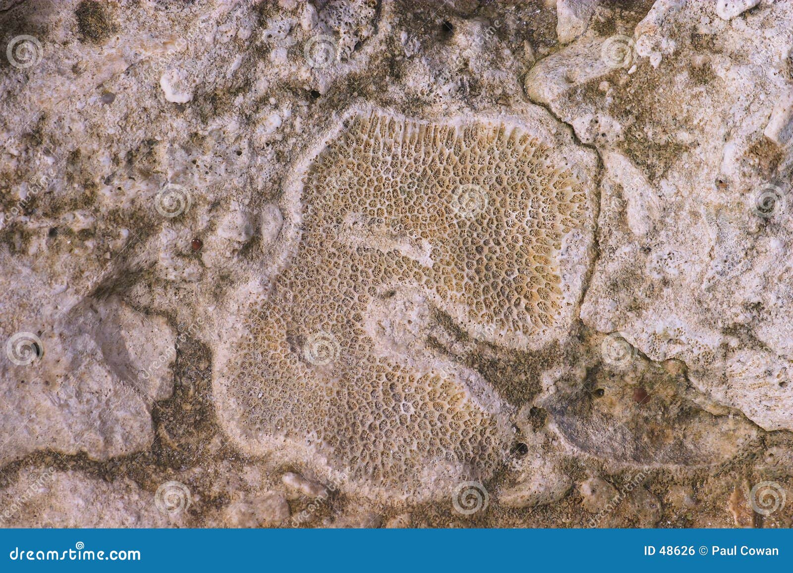 fossil coral on fregate 2