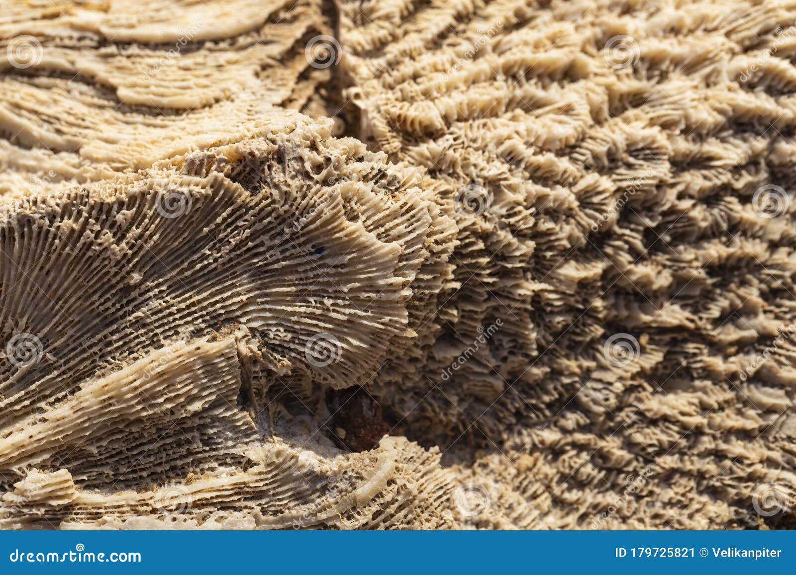 Fossil Corals of the Red Sea. Stock Image - Image of extinction ...