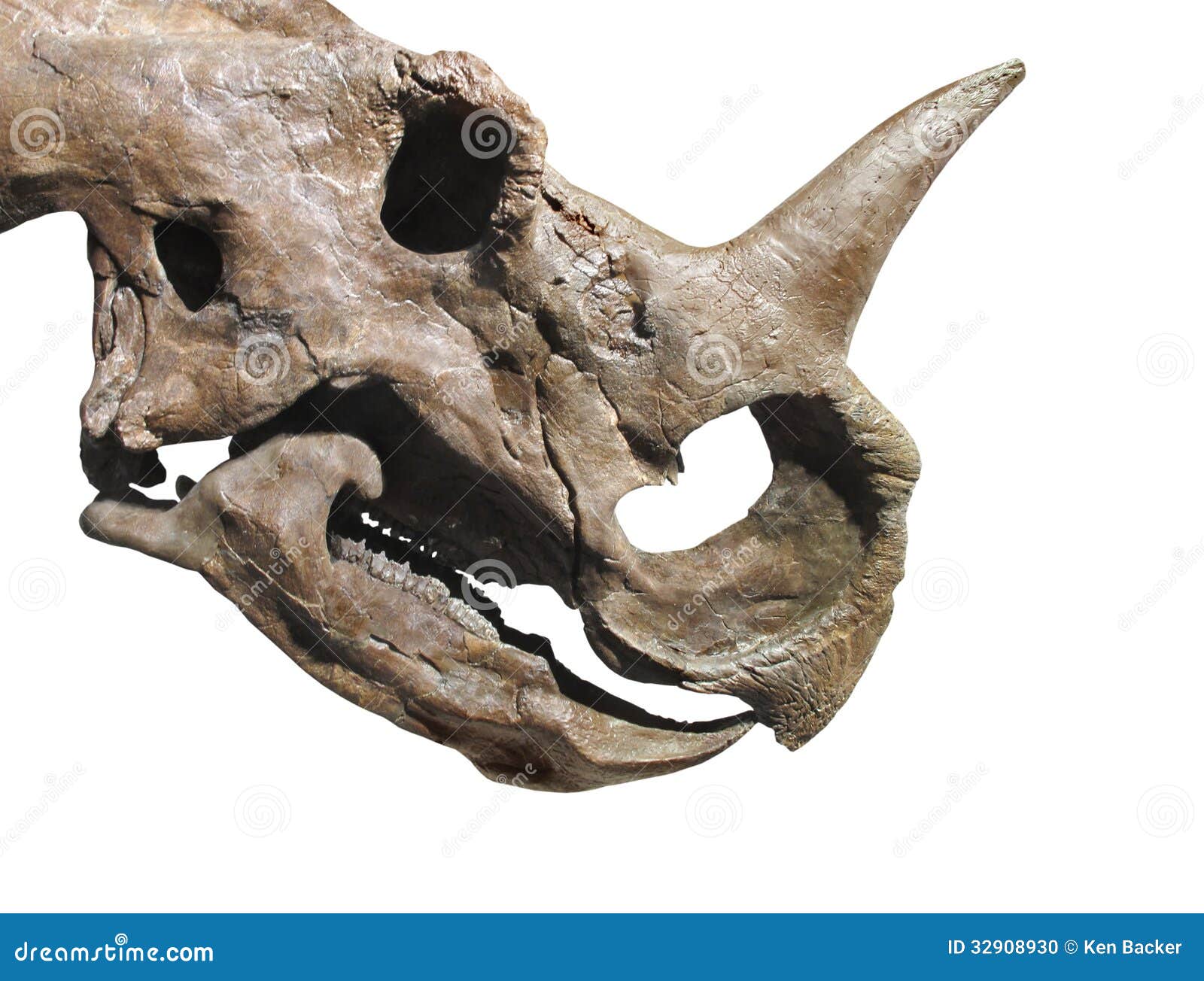 fossil dinosaur skull