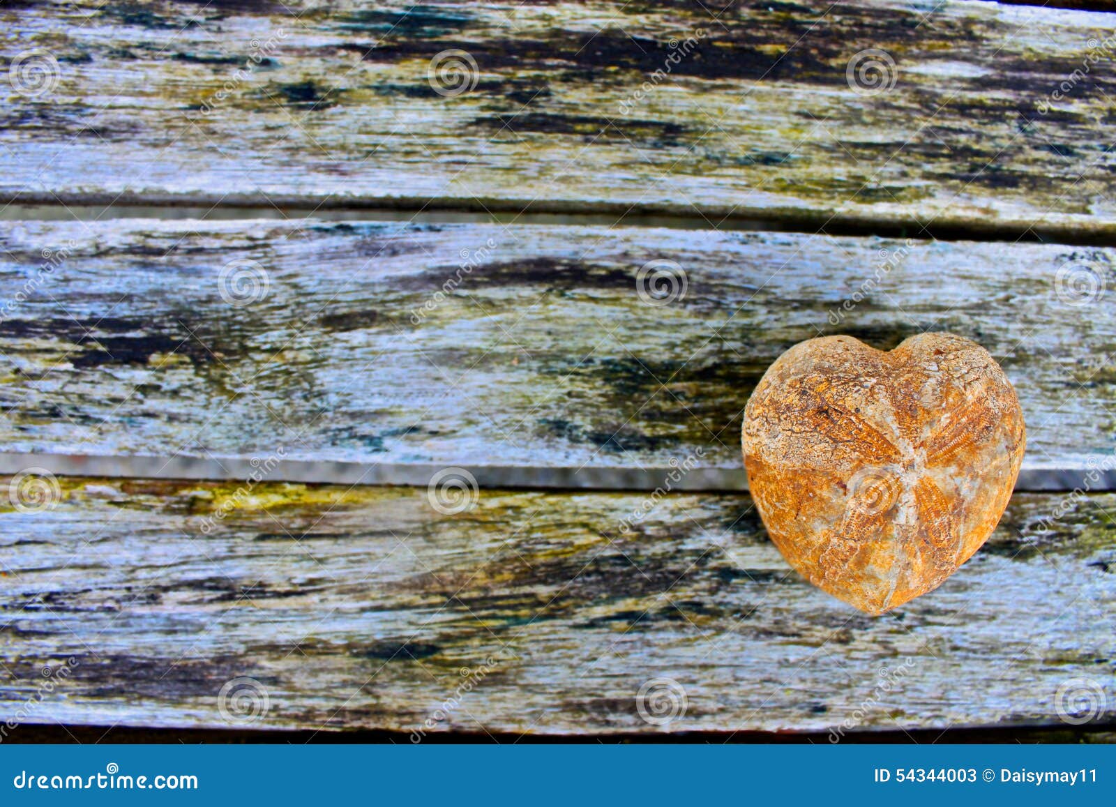 fossil heart urchin background