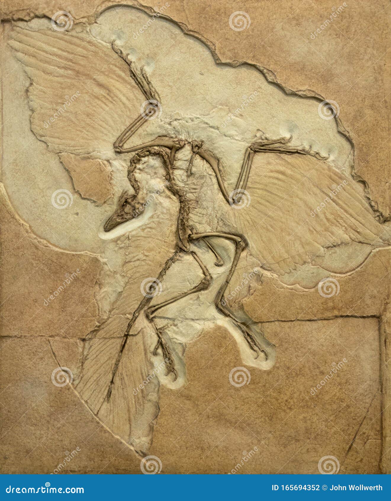 Fossil Imprint Of Rhamphorhynchus, A Flying Pterosaur From The Jurassic