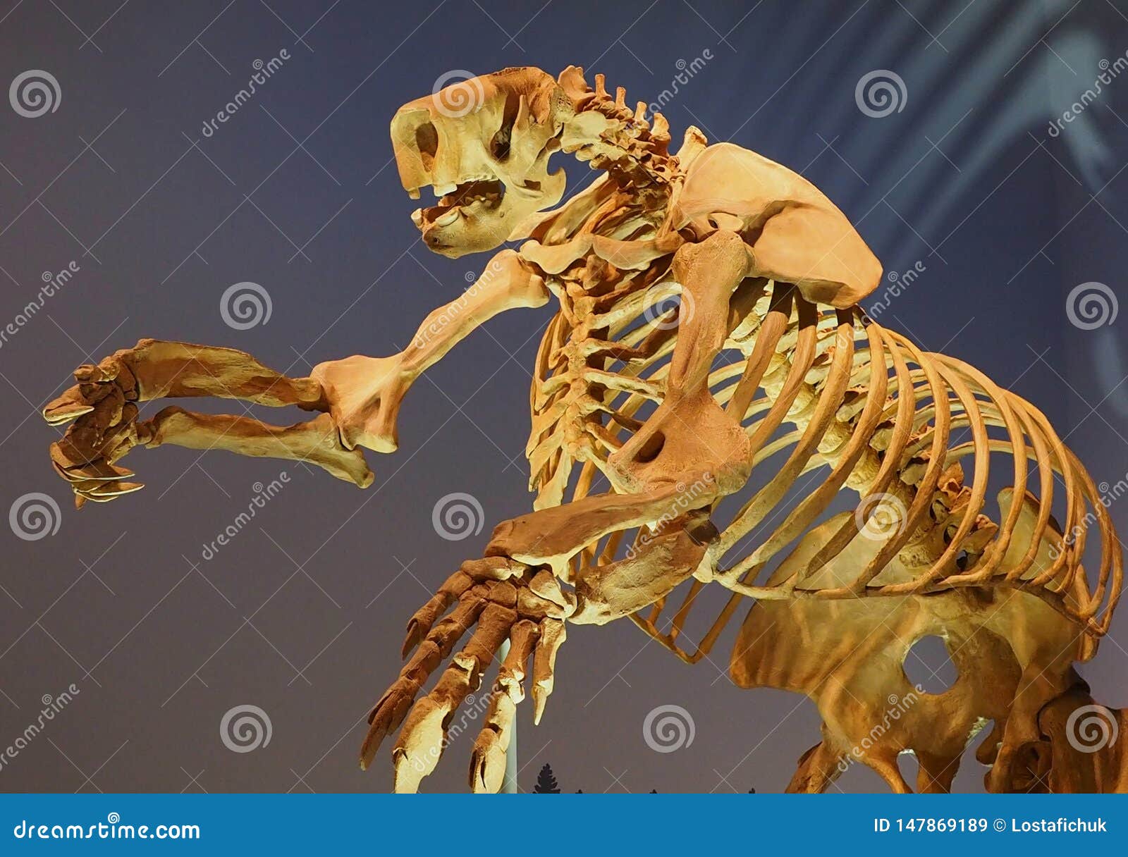 Fossil Model of a Jefferson`s Ground Sloth Skeleton Editorial Stock ...